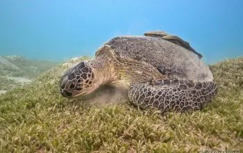 Ilustrasi penyu hijau (Chelonia mydas). | Foto: Luis P.B/iNaturalist