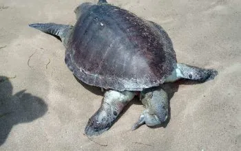 Bangkai penyu hijau yang mati di Pantai Legian, Bali. | Foto: BKSDA Bali