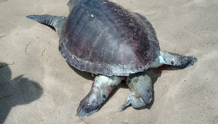 Penyu Hijau Mati Terdampar di Pantai Legian, Diduga Dehidrasi