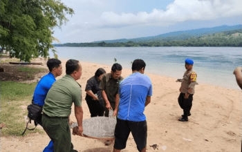Seekor penyu hijau sedang dilepasliarkan setelah berhasil diselamatkan dari usaha perdagangan ilegal di Kabupaten Flores Timur, NTT. | Foto: Polairud Polda NTT/Antara