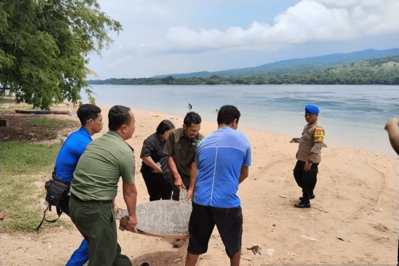Seekor penyu hijau sedang dilepasliarkan setelah berhasil diselamatkan dari usaha perdagangan ilegal di Kabupaten Flores Timur, NTT. | Foto: Polairud Polda NTT/Antara