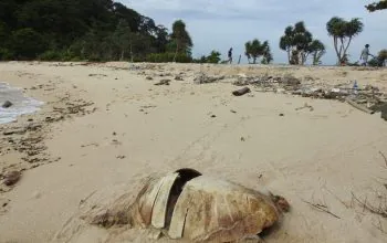 Bangkai seekor penyu hijau (Chelonia mydas) yang ditemukan tanpa kepala dan bagian tempurung tersayat. | Foto: Dok. Pamali