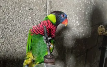 Burung perkici tengah bertengger di tiang besi yang disediakan oleh sang penjual di Pasar Burung Pramuka, Jakarta Timur. | Foto: Bayu Nanda/Garda Animalia