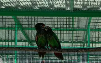 Dua ekor burung paruh bengkok yang berada di PKS Ambon. | Foto: Winda Herman/Antara