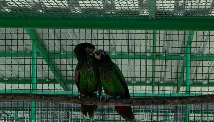 Sebelas Burung Paruh Bengkok Ditranslokasi ke Maluku