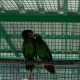 Sebelas Burung Paruh Bengkok Ditranslokasi ke Maluku