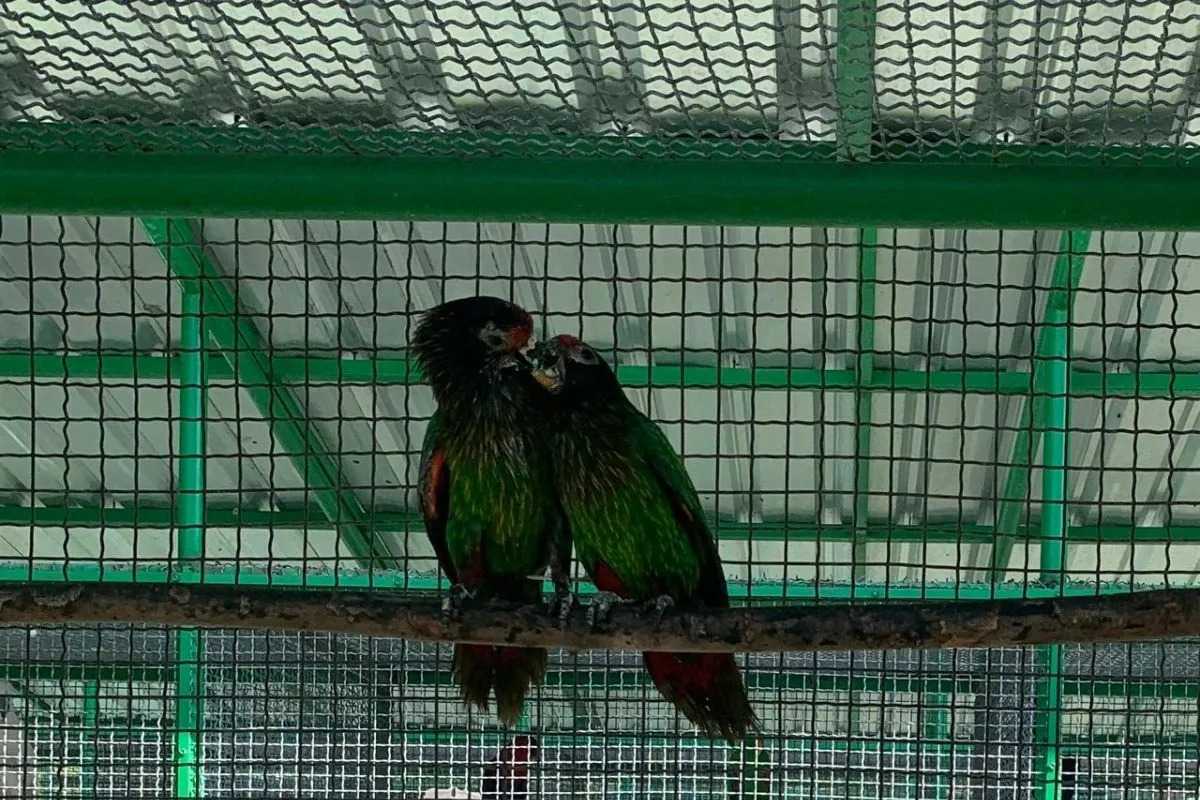 Dua ekor burung paruh bengkok yang berada di PKS Ambon. | Foto: Winda Herman/Antara