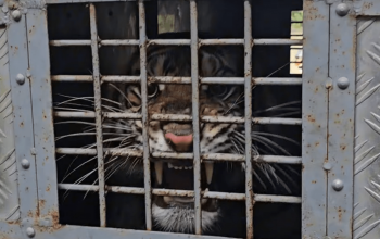 Harimau sumatera (Panthera tigris sumatrae) yang dilepasliarkan KLHK kembali ditangkap setelah berkonflik dengan dua warga Desa Mekar Makmur, Kecamatan Sei Lepan, Kabupaten Langkat, Sumatra Utara, Sabtu (16/3/2024). | Foto: Tangkapan layar KLHK