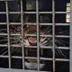 Harimau sumatera (Panthera tigris sumatrae) yang dilepasliarkan KLHK kembali ditangkap setelah berkonflik dengan dua warga Desa Mekar Makmur, Kecamatan Sei Lepan, Kabupaten Langkat, Sumatra Utara, Sabtu (16/3/2024). | Foto: Tangkapan layar KLHK