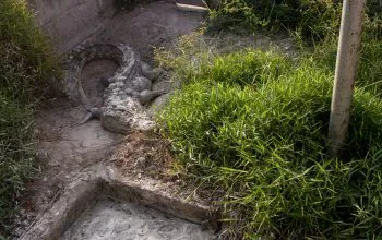 Buaya di kandang isoloasi Alobi. Buaya ini tidak mau makan karena terkena kail pancing masyarakat. | Foto: Bayu Nanda/Garda Animalia