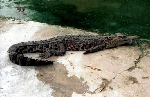 Buaya muara atau Crocodylus porosus. | Foto: Hellen Kurniati