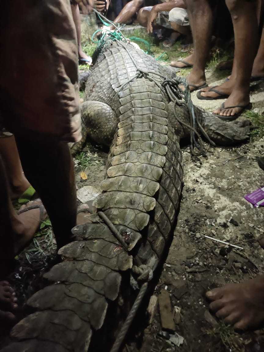 Buaya yang ditangkap masyarakat di Sungai Waila, Kabupaten Maluku Tengah. | Foto: Dok. warga