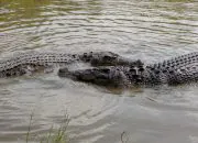 Buaya muara di kandang rehabilitasi. | Foto: Finlan Aldan/Garda Animalia