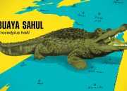 Ilustrasi buaya sahul (Crocodylus halli). | Ilustrasi: Hasbi Ilman