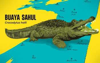 Ilustrasi buaya sahul (Crocodylus halli). | Ilustrasi: Hasbi Ilman