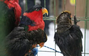 Kasturi kepala hitam (warna merah dan hitam), satu dari tiga spesies burung dilindungi yang diamankan tim gabungan di Pelabuhan Tanjung Priok, Jakarta Utara, Senin (25/3/2024). | Foto: Laman resmi Badan Karatina Indonesia