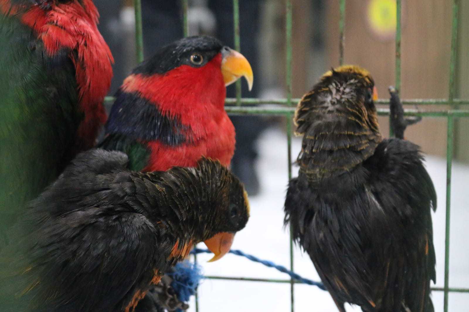 Kasturi kepala hitam (warna merah dan hitam), satu dari tiga spesies burung dilindungi yang diamankan tim gabungan di Pelabuhan Tanjung Priok, Jakarta Utara, Senin (25/3/2024). | Foto: Laman resmi Badan Karatina Indonesia