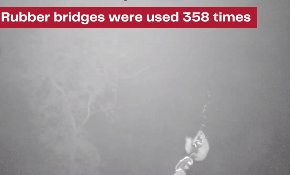 Kukang jawa yang tertangkap kamera sedang menggunakan loris bridge. | Foto: Dok. Little Fireface Project