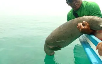 Dugong (Dugong dugon) betina yang dilepasliarkan di perairan TN Wakatobi pada Senin (25/3/2024). | Foto: rri.co.id