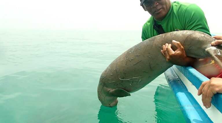Dugong (Dugong dugon) betina yang dilepasliarkan di perairan TN Wakatobi pada Senin (25/3/2024). | Foto: rri.co.id