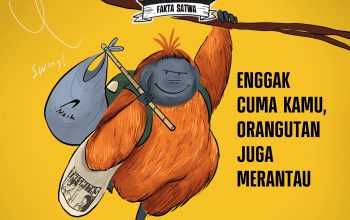 FATWA: Orangutan juga merantau! | Ilustrasi: Hasbi Ilman