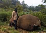 Gajah mati dengan gading yang hilang di Kecamatan Nisam Antara, Kabupaten Aceh Utara pada Minggu (24/3/2024). | Foto: AJNN
