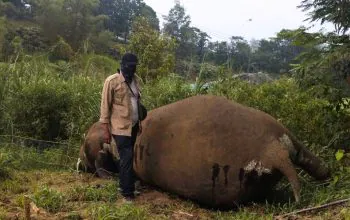 Gajah mati dengan gading yang hilang di Kecamatan Nisam Antara, Kabupaten Aceh Utara pada Minggu (24/3/2024). | Foto: AJNN