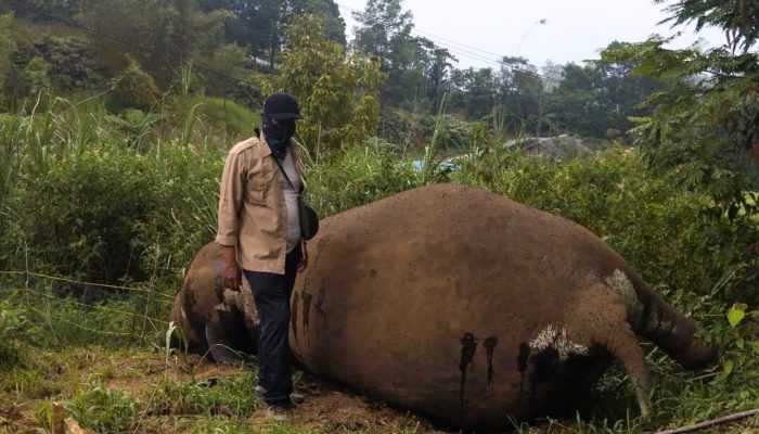 WALHI Minta Usut Tuntas Kematian Gajah Tanpa Gading di Aceh Utara