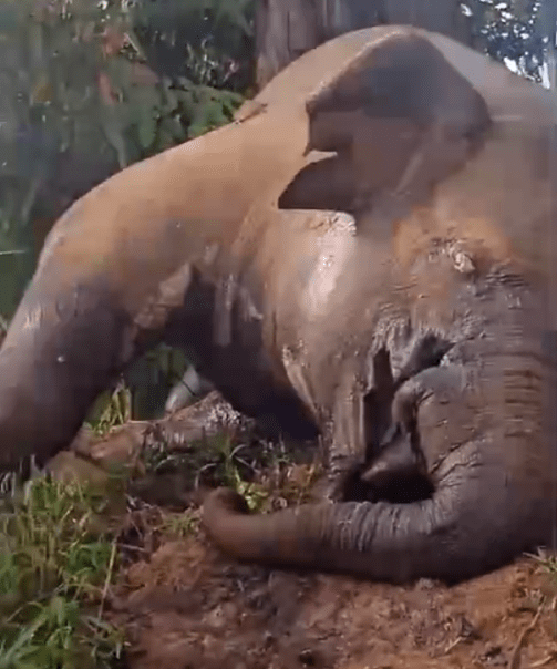 Gajah liar berjenis kelamin jantan yang ditemukan mati tanpa gading di Aceh Utara. | Foto: Tangkapan layar video dokumentasi warga