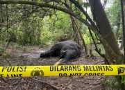 Gajah Sumatra Membusuk di Nagan Raya