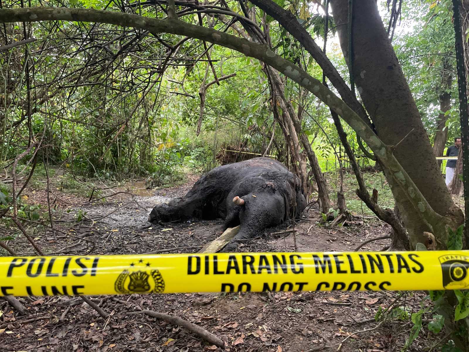 Gajah liar yang ditemukan dalam kondisi membusuk di Kecamatan Seunagan, Kabupaten Nagan Raya, Jumat (1/3/2024).
