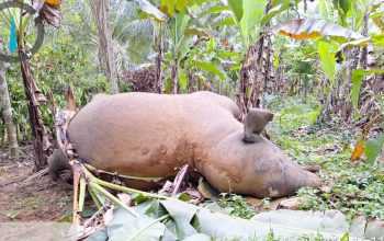 Seekor gajah yang mati karena tersengat listrik di Kecamatan Bandar Baru, Kabupaten Pidie Jaya, Provinsi Aceh. | Foto: BKSDA Aceh