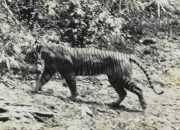 Potret harimau jawa tahun 1938 di Taman Nasional Ujung Kulon. | Foto: Andries Hoogerwerf/Wikimedia Commons
