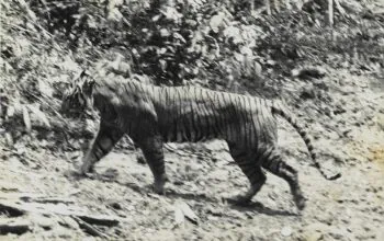 Potret harimau jawa tahun 1938 di Taman Nasional Ujung Kulon. | Foto: Andries Hoogerwerf/Wikimedia Commons