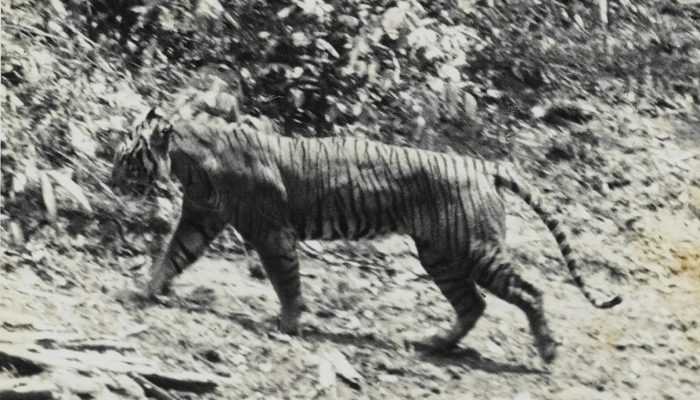 Membuktikan Keberadaan Harimau Jawa melalui Sehelai Rambut