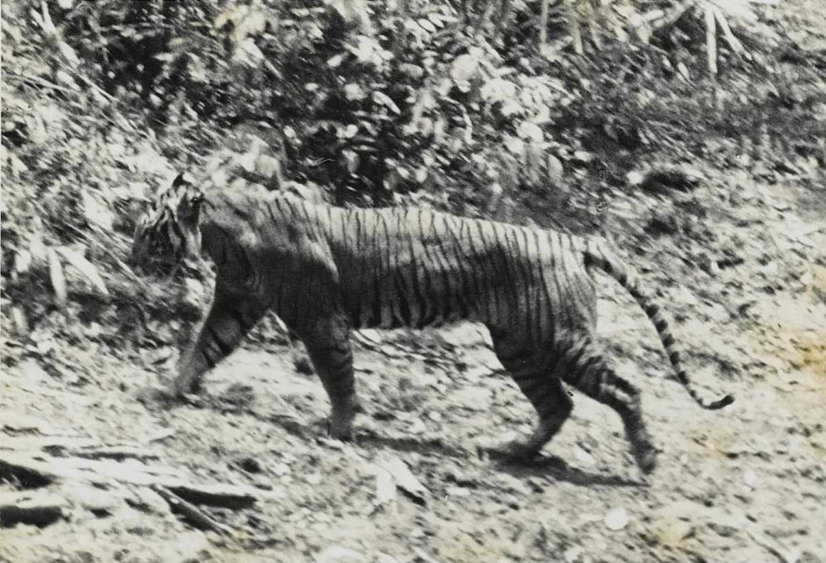 Potret harimau jawa tahun 1938 di Taman Nasional Ujung Kulon. | Foto: Andries Hoogerwerf/Wikimedia Commons
