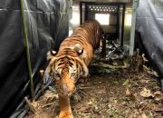 Harimau Ambar Goldsmith dan Beru Situtung Kembali ke Habitatnya