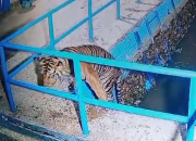 Harimau Masuk Saluran Air di Pasaman Barat