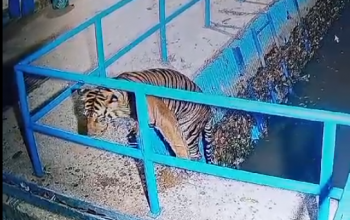 Seekor harimau sumatera (Panthera tigris sumatrae) yang masuk ke saluran air milik PT PLTMH Tongar di Nagari Kajai Selatan, Kecamatan Talamau, Kabupaten Pasaman Barat, Sumatra Barat, Sabtu (23/3/2024) dini hari. Foto: Tangkapan layar dari video BKSDA Sumatera Barat