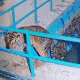 Seekor harimau sumatera (Panthera tigris sumatrae) yang masuk ke saluran air milik PT PLTMH Tongar di Nagari Kajai Selatan, Kecamatan Talamau, Kabupaten Pasaman Barat, Sumatra Barat, Sabtu (23/3/2024) dini hari. Foto: Tangkapan layar dari video BKSDA Sumatera Barat