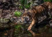 Ilustrasi harimau sumatera (Panthera tigris sumatrae). | Sumber: Anwar Muhammad Foundation