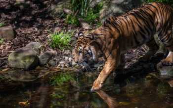 Ilustrasi harimau sumatera (Panthera tigris sumatrae). | Sumber: Anwar Muhammad Foundation