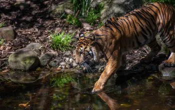 Ilustrasi harimau sumatera (Panthera tigris sumatrae). | Sumber: Anwar Muhammad Foundation