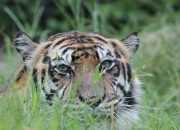 Harimau yang Berkonflik dengan Warga di Siak Belum Tertangkap
