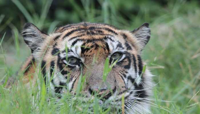 Harimau yang Berkonflik dengan Warga di Siak Belum Tertangkap