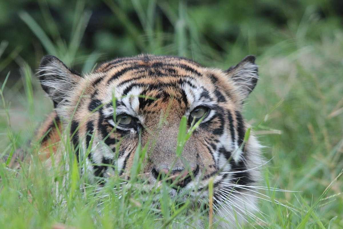 Ilustrasi harimau sumatera (Panthera tigris sumatrae). | Foto: Wikimedia Commons/Nyonyofoto
