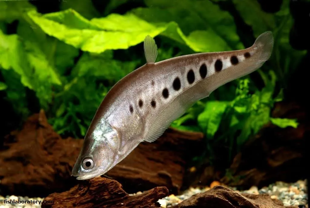 Ilustrasi ikan belida. | Sumber: Ikanpedia