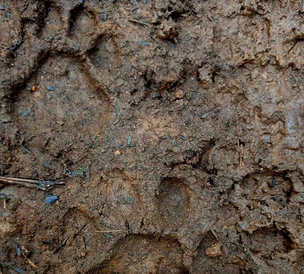 Jejak harimau yang ditemukan oleh petugas. | Foto: Dok. BKSDA Sumbar