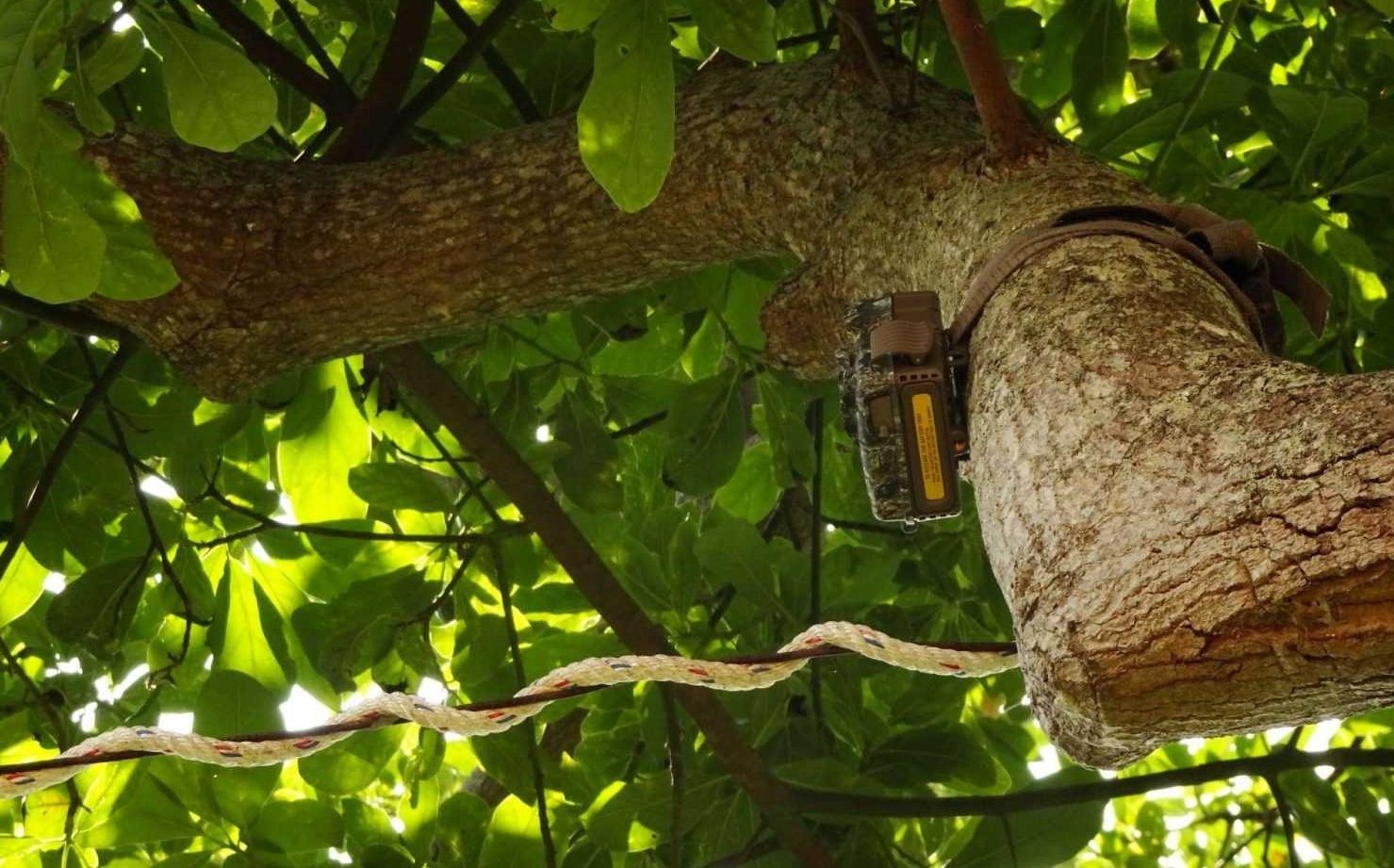 Kamera jebak (camera trap) yang dipasang pada pohon di salah satu ujung dari loris bridge. | Foto: Mutia/Garda Animalia