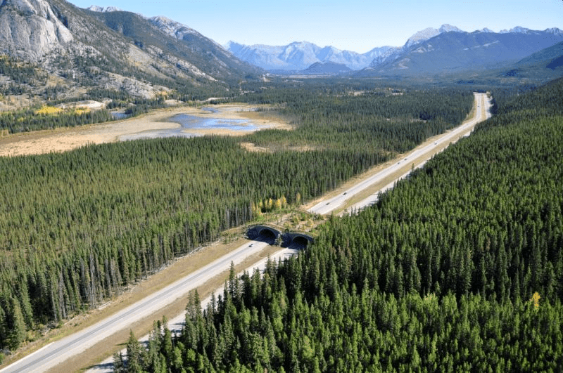 Koridor satwa di Taman Nasional Banff Kanada yang melintasi jalan tol TransCanada. | Foto: Conservation Corridor